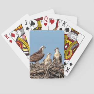 Osprey mom with her kids playing cards
