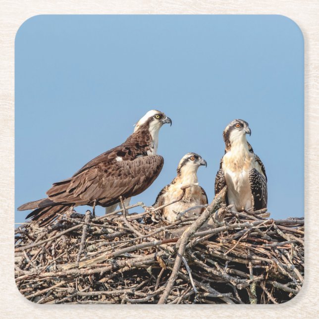 Osprey mom with her kids square paper coaster (Front)