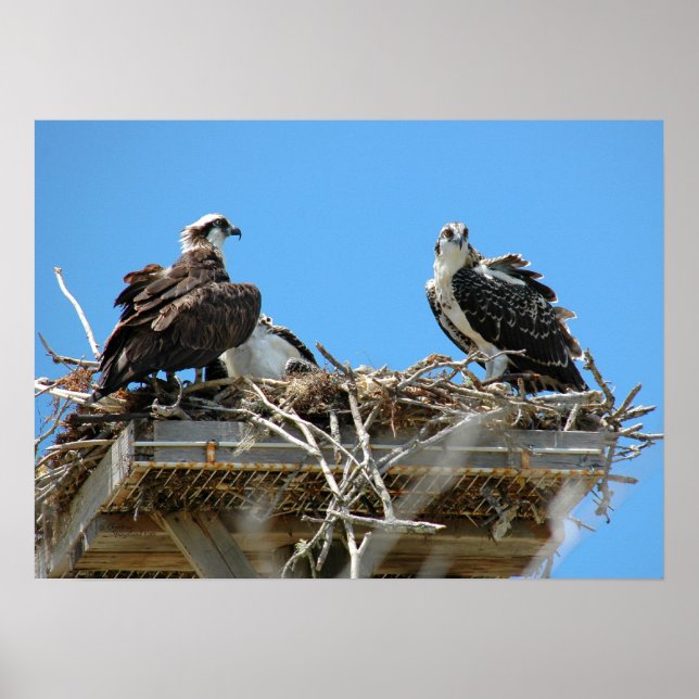 Osprey Mommy & Baby Poster (Front)