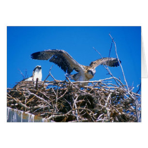 Osprey Nest