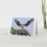 Osprey Nest Greeting Card
