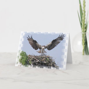 Osprey Nest Greeting Card