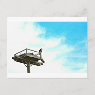 Osprey Nest Postcard
