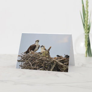 Osprey nest with baby card