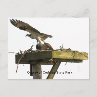 Osprey of Codorus State Park Postcard