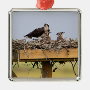 Osprey Oiseau Nest Ornement