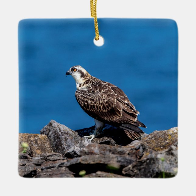 Osprey on the rocks ceramic ornament (Front)
