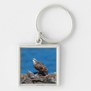 Osprey on the rocks keychain