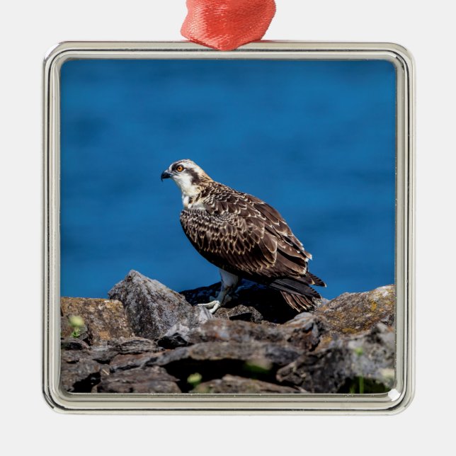 Osprey on the rocks metal ornament (Front)