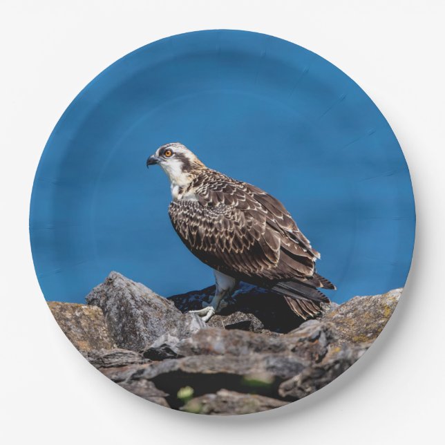 Osprey on the rocks paper plate (Front)
