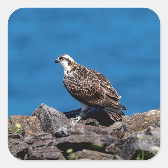 Osprey on the rocks square sticker (Front)