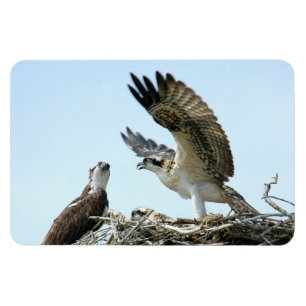 Osprey or hawk family Premium Flexi Magnet