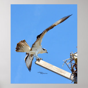 Osprey or Hawk stretched wings Poster or Print