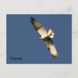 Osprey Postcard