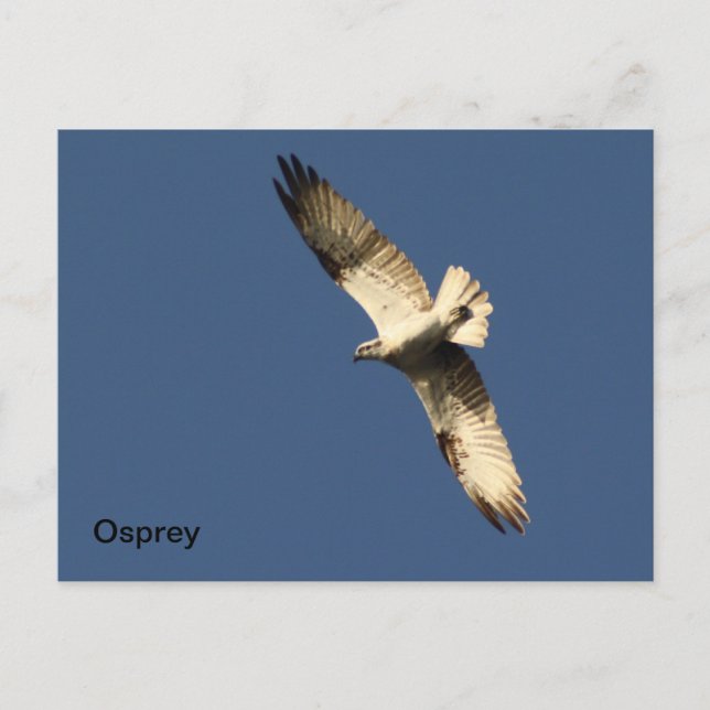 Osprey Postcard (Front)
