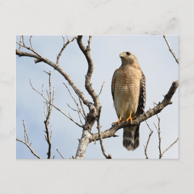 Osprey Postcards (Front)