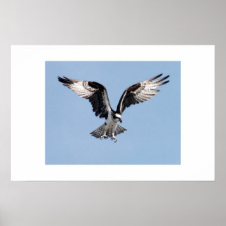Osprey Poster