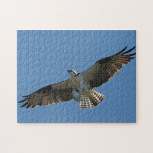Osprey Raptor Oiseau Poisson Faune Animal Puzzle d