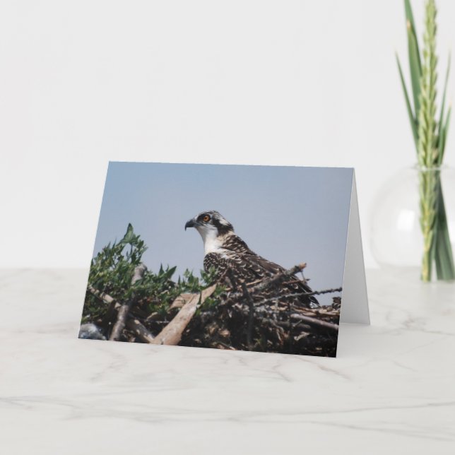 Osprey Sitting on Nest Greeting Card (Front)