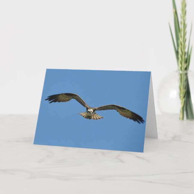 Osprey Soars Toward You-Frameable Art Card (Front)