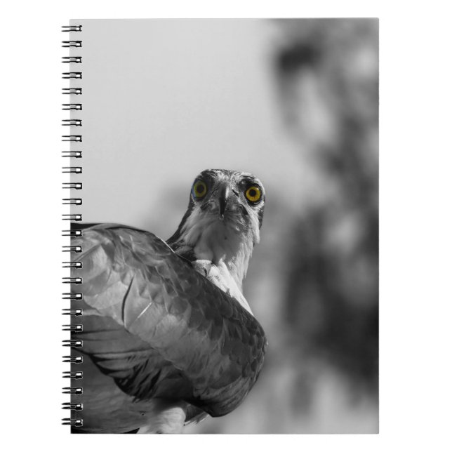 Osprey Staring down the Camera - Wildlife Photo Notebook (Front)