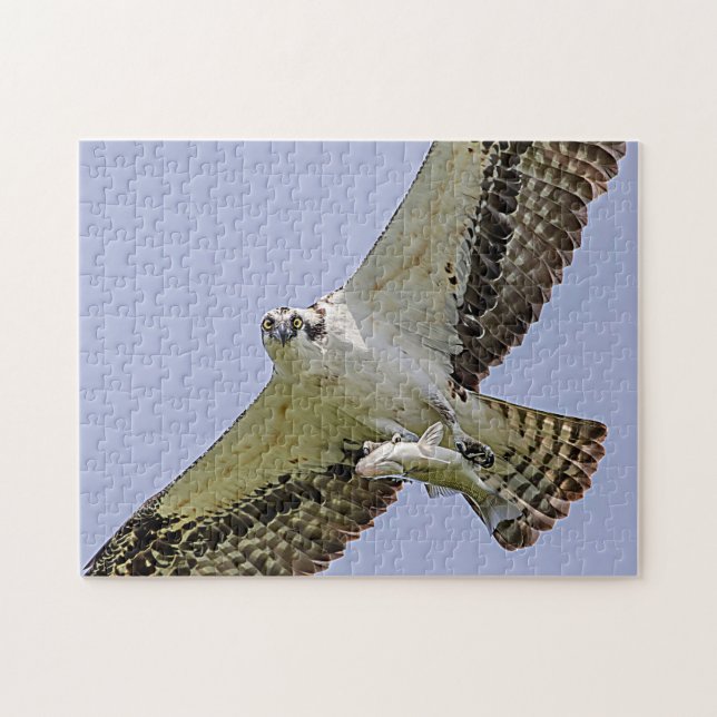 Osprey with a fish jigsaw puzzle (Horizontal)