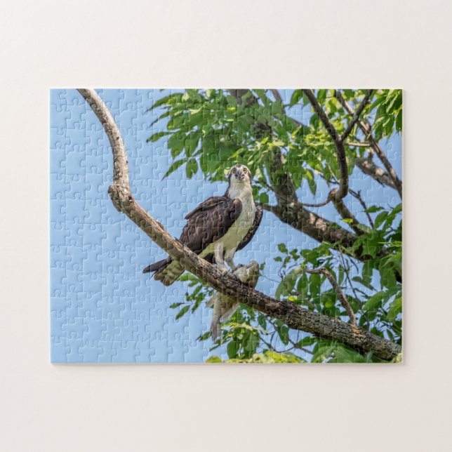 Osprey with a fish jigsaw puzzle (Horizontal)