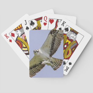 Osprey with a fish playing cards