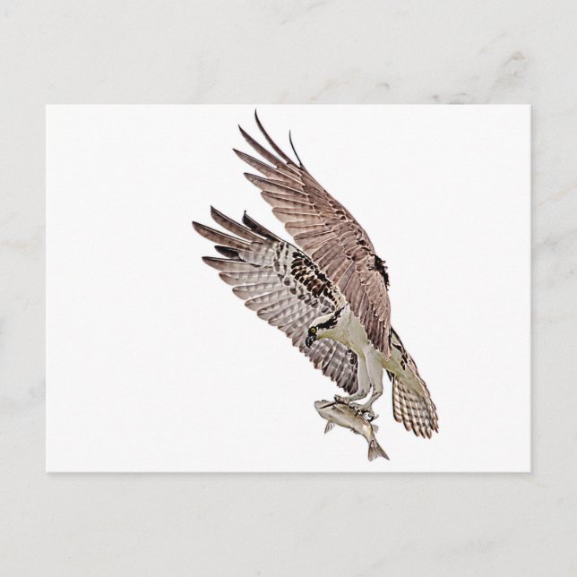 Osprey with a fish postcard (Front)