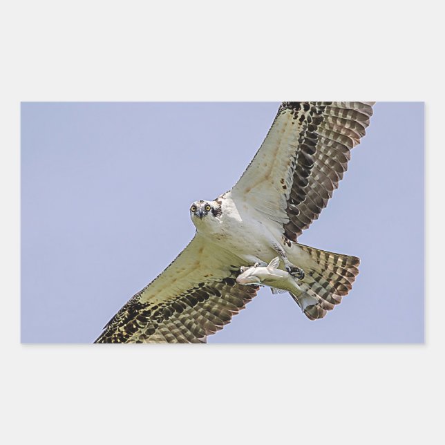 Osprey with a fish sticker (Front)