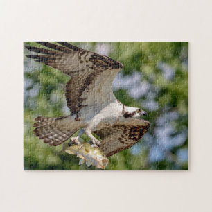 Osprey with a large mouth bass jigsaw puzzle
