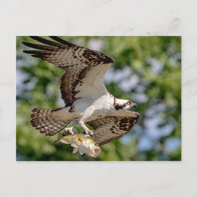 Osprey with a large mouth bass postcard (Front)