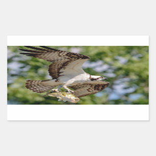 Osprey with a large mouth bass sticker