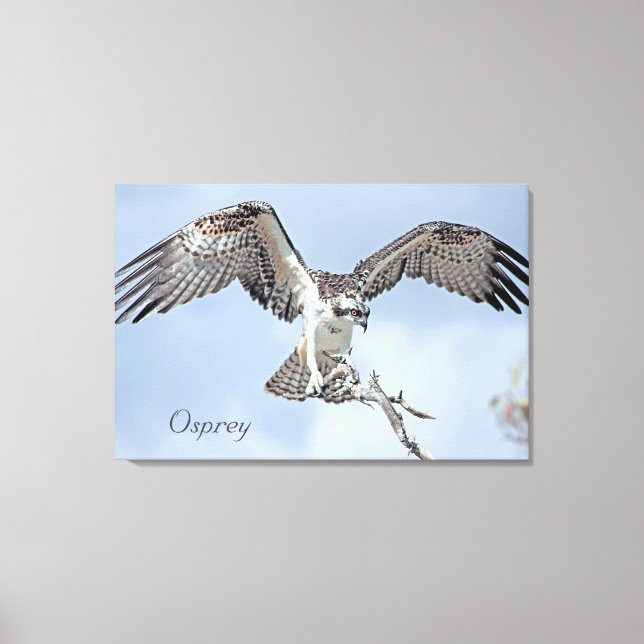 Osprey Wrapped Canvas (Front)