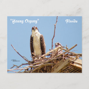 Ospreys Hawks Birds Postcard