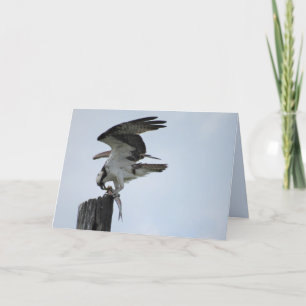 Osprey's Lunch - Raptor Bird - Folded Card