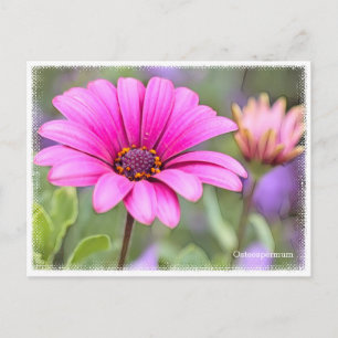 Osteospermum Postcard