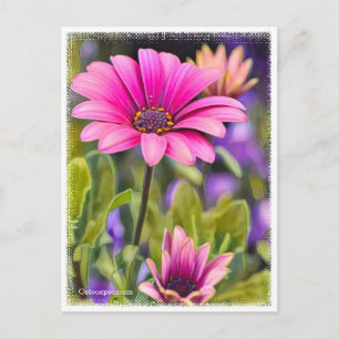 Osteospermum Postcard