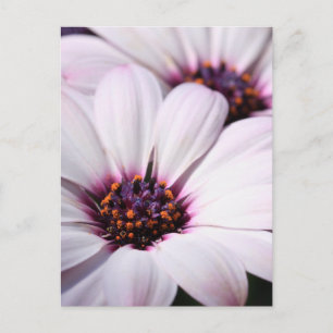 Osteospermum Postcard