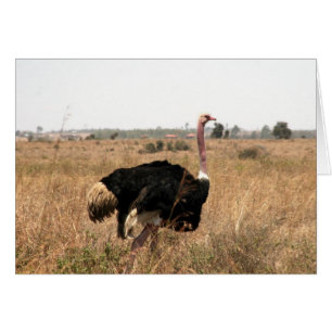 ostrich