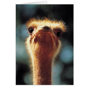 Ostrich