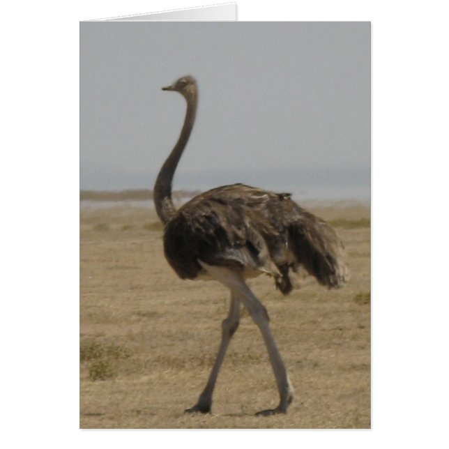 Ostrich (Front)