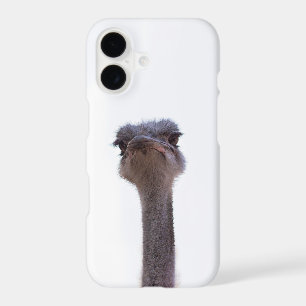 ostrich