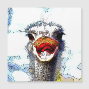 Ostrich20150701