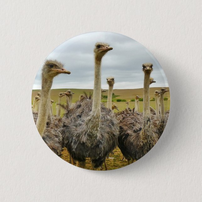 ostrich 2 inch round button (Front)