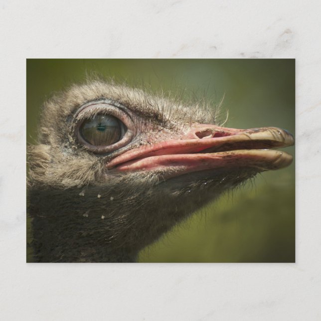 Ostrich Blair Drummond Postcard (Front)