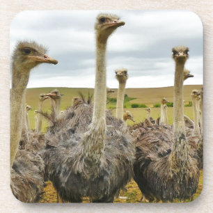 ostrich coaster