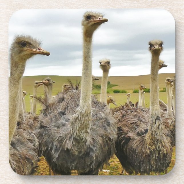 ostrich coaster (Front)