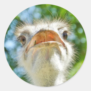 Ostrich drôle - Sticker
