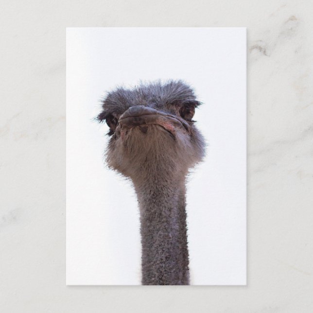 ostrich enclosure card (Front)